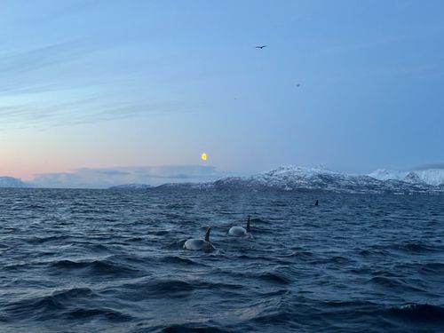 SAS: The Secret Arctic Society