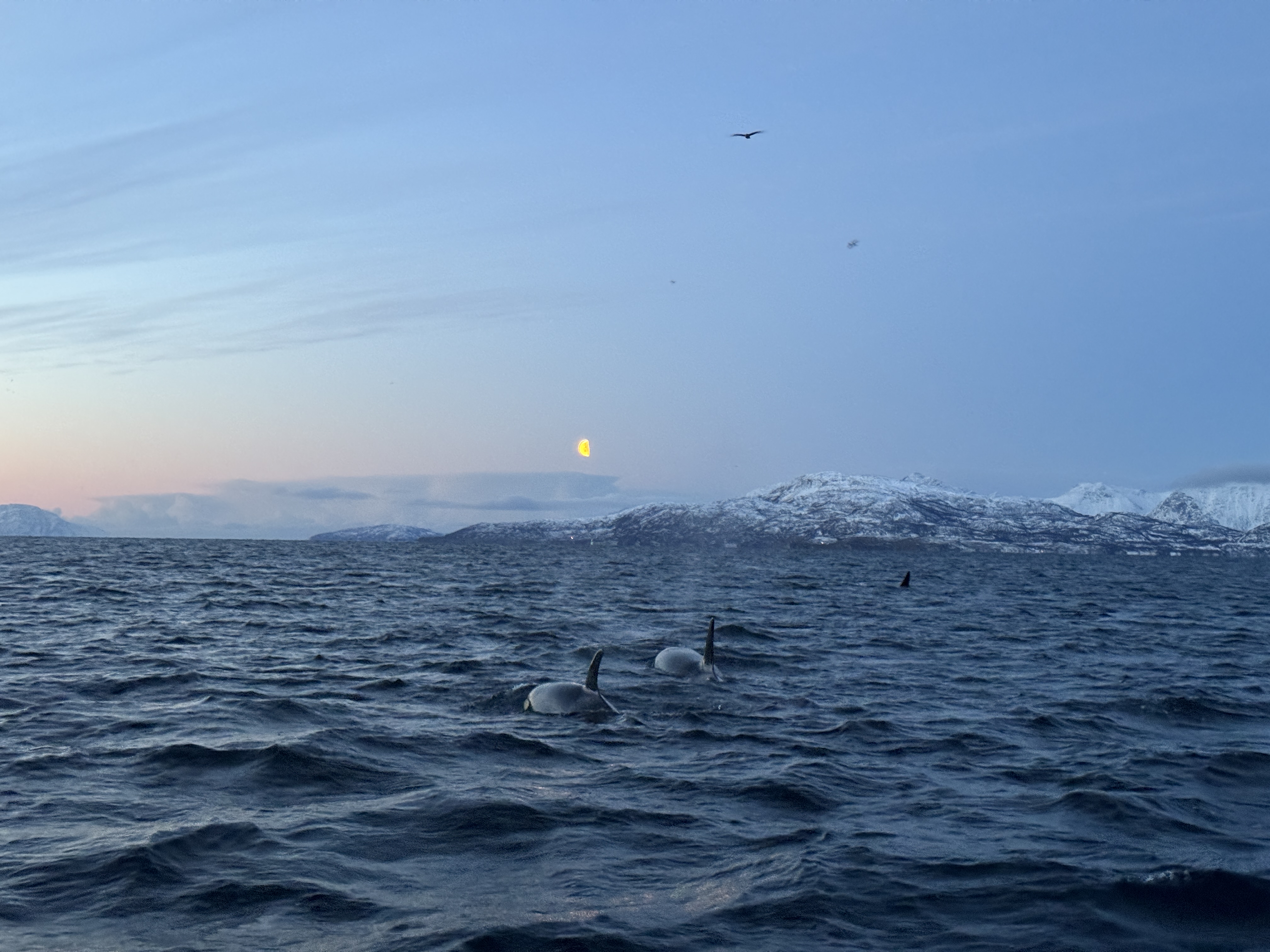 SAS: The Secret Arctic Society
