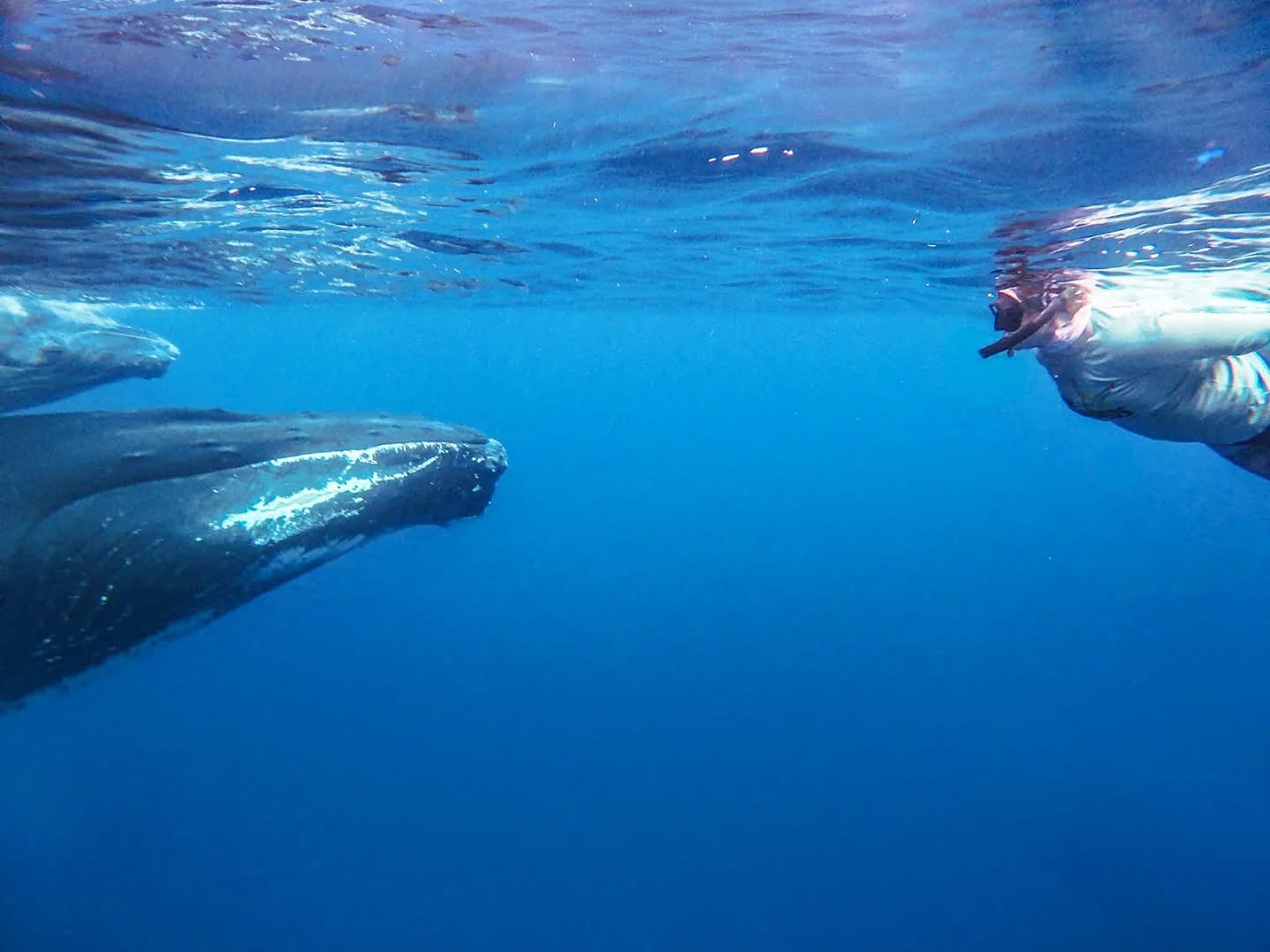 Announcing Two New Explorer Scholarships!