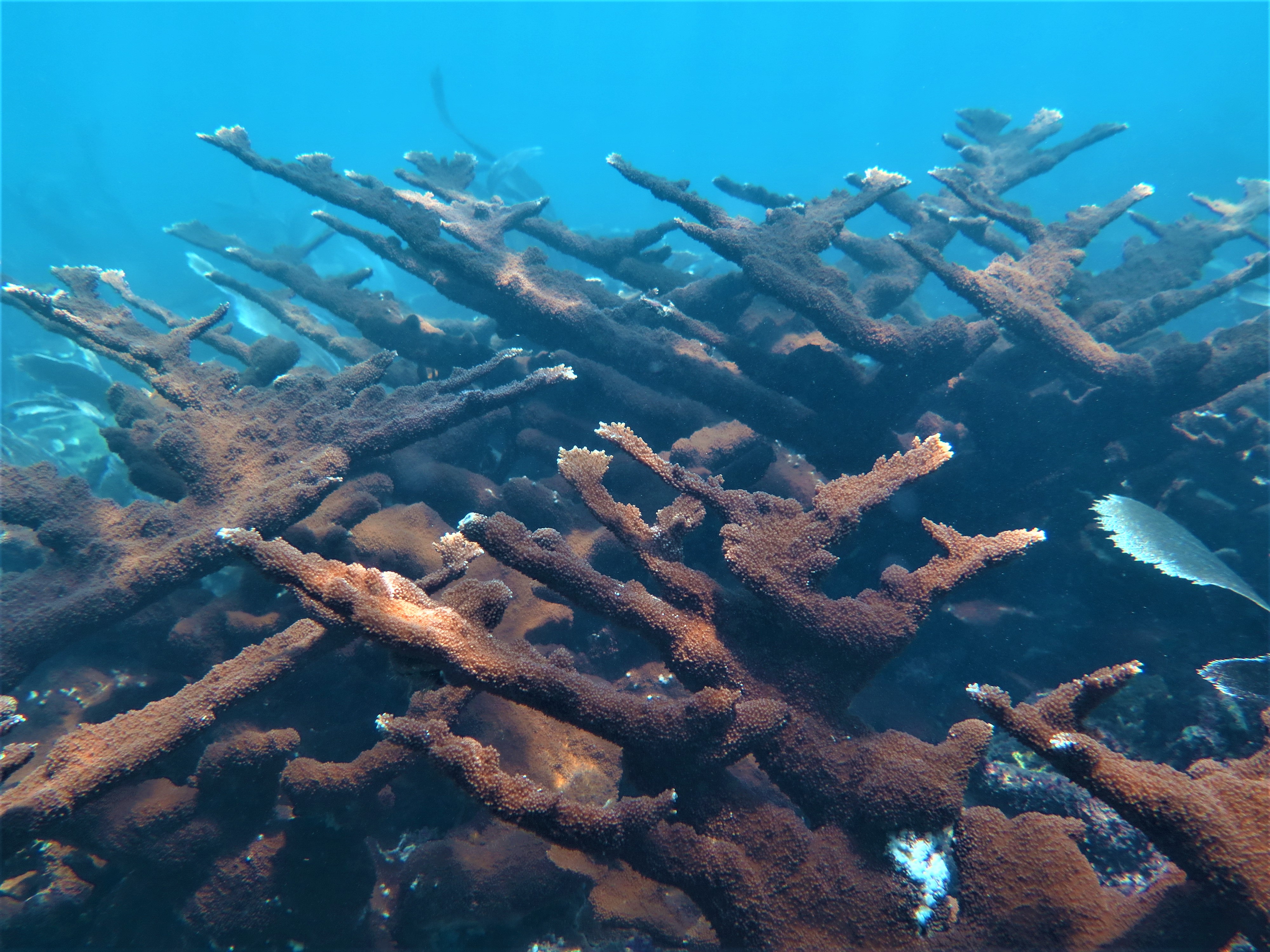 Can you hear a coral spawn?