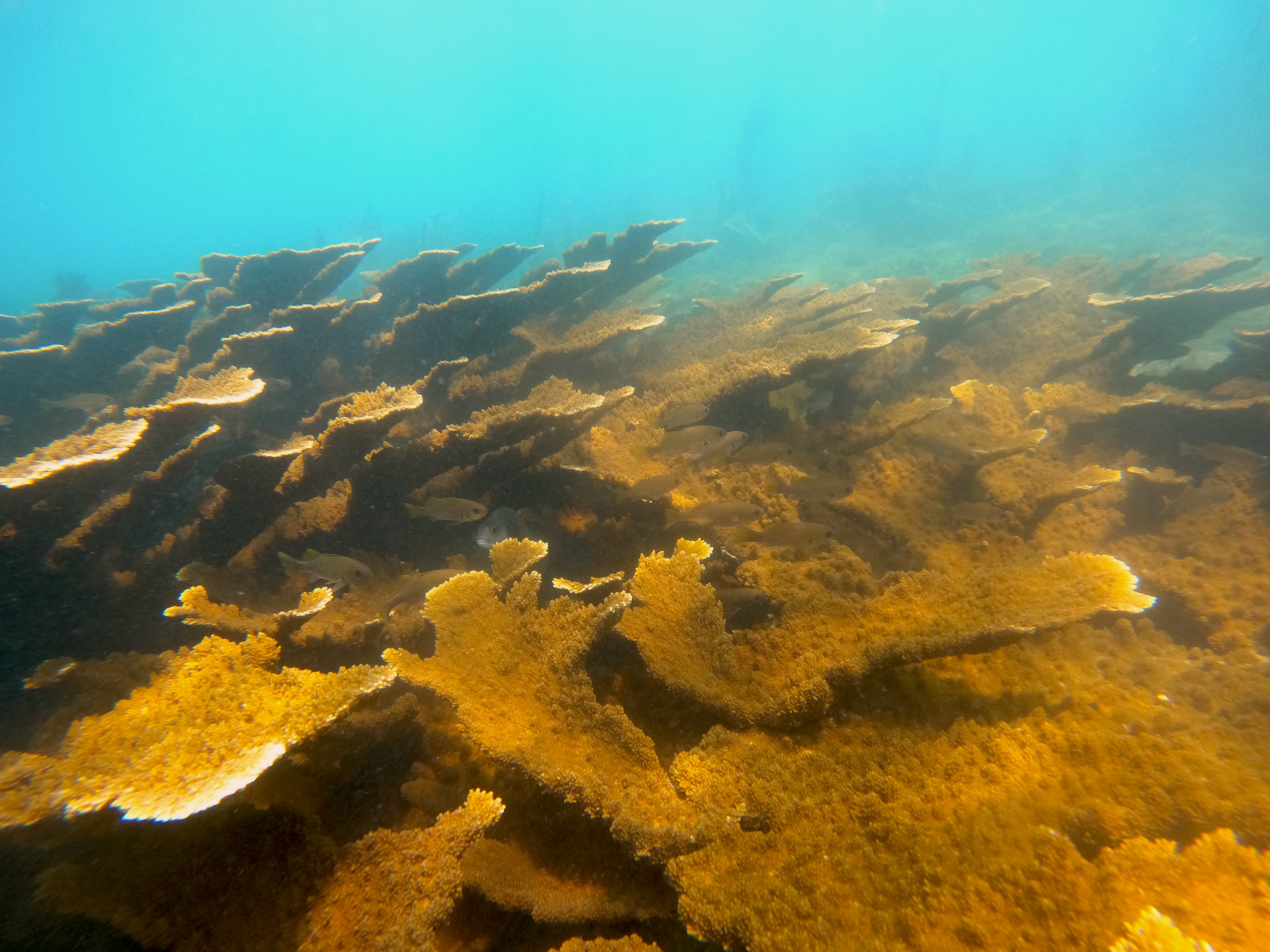 Can you hear a coral spawn?