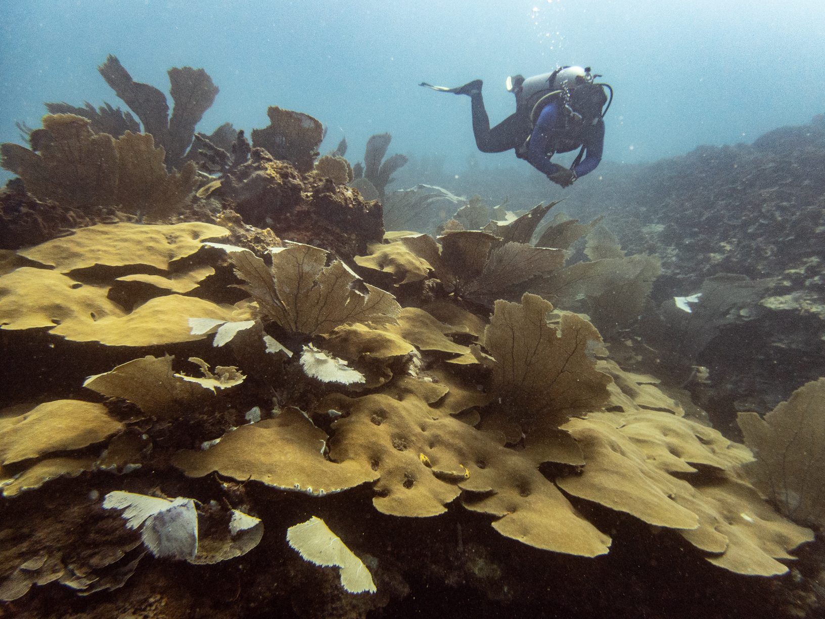 Can you hear a coral spawn?