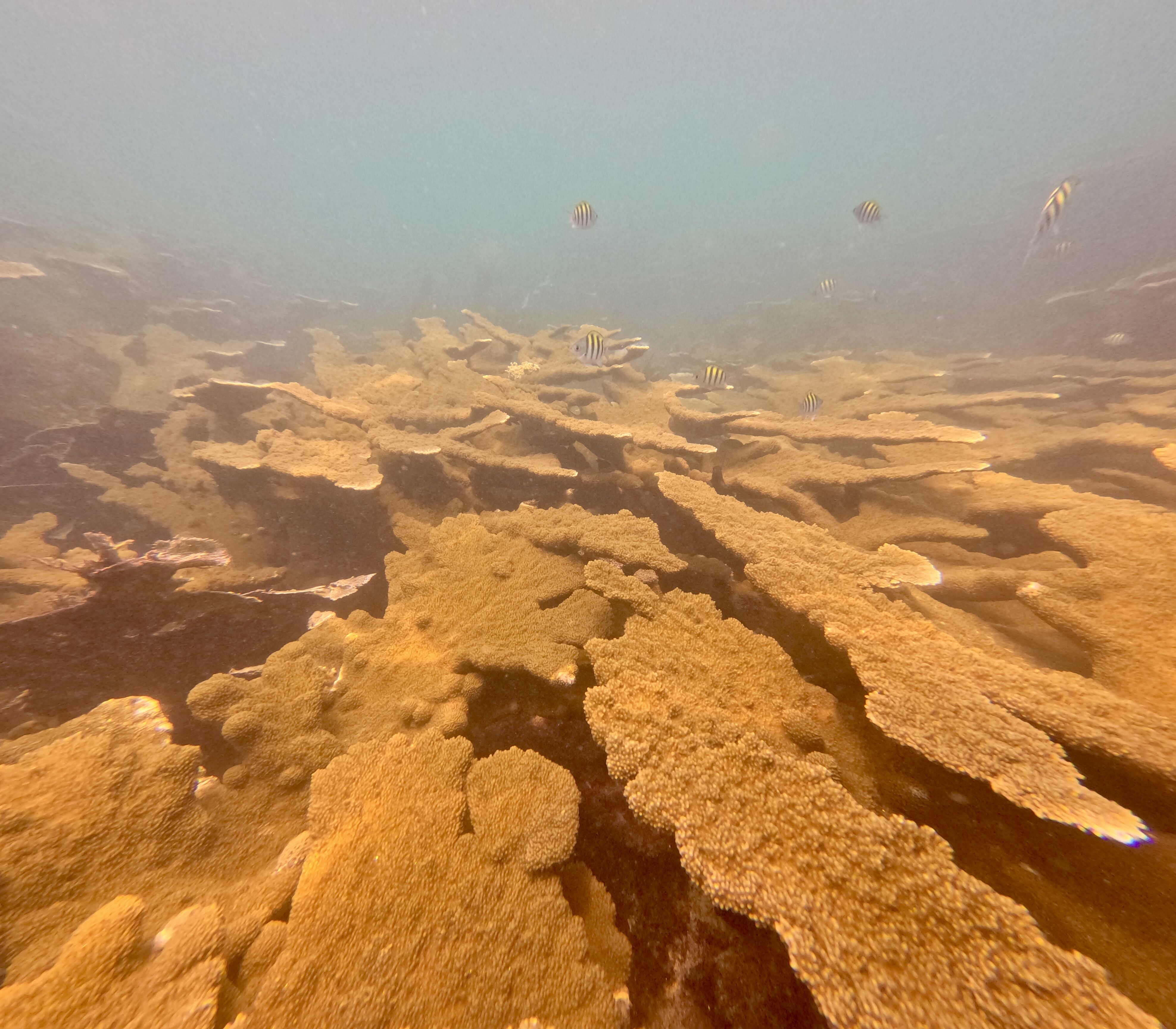 Diving into the Unexpected: Tela Expedition Recap