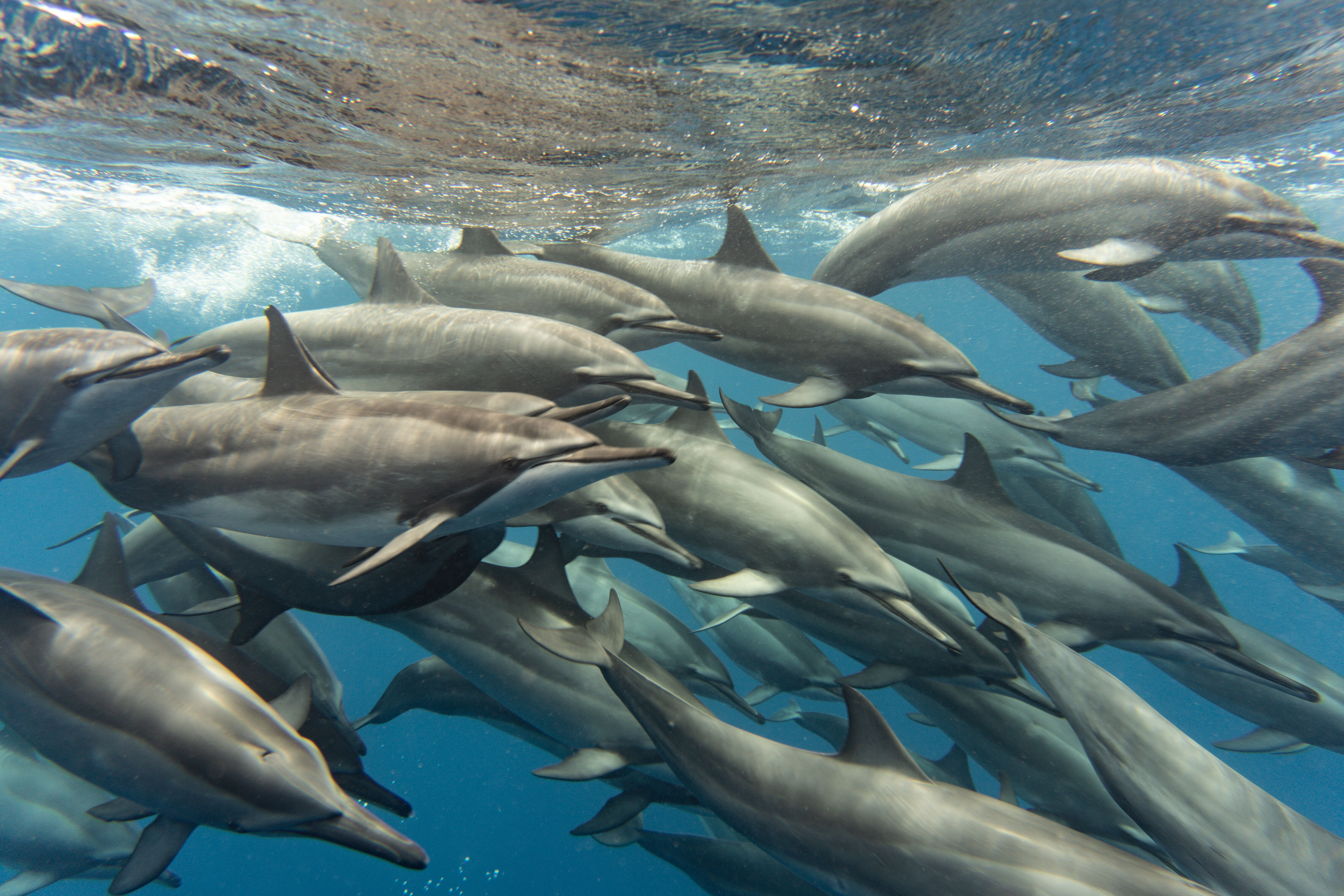 An Unexpected Morning with Dolphins
