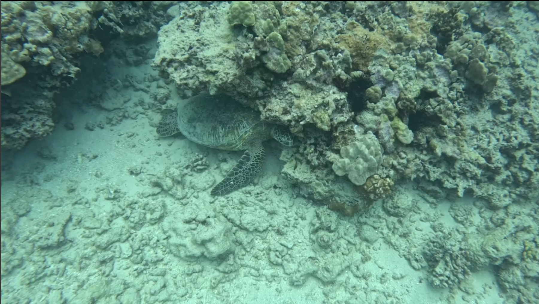 Oh, The Places You’ll Go! Journey To Becoming a Diver