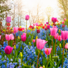 Field of colorful tulips and blue flowers bathed in soft sunlight during sunrise or sunset.