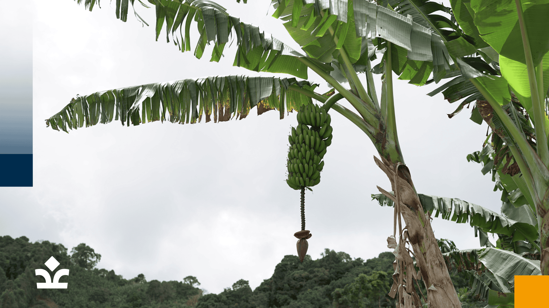 Planta de plátano con un racimo de plátanos verdes, ilustrando un proyecto de agricultura local en la región.