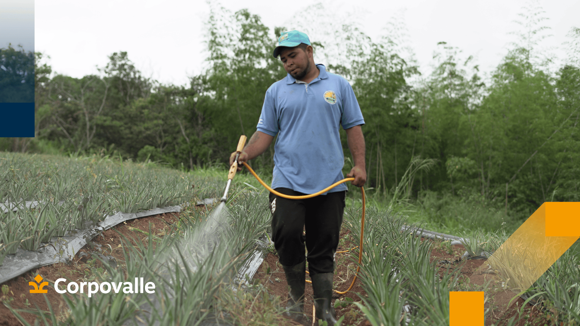 Un agricultor beneficiario de un proyecto de Corpovalle, aplicando tratamiento a un cultivo de piñas para mejorar la calidad del producto.