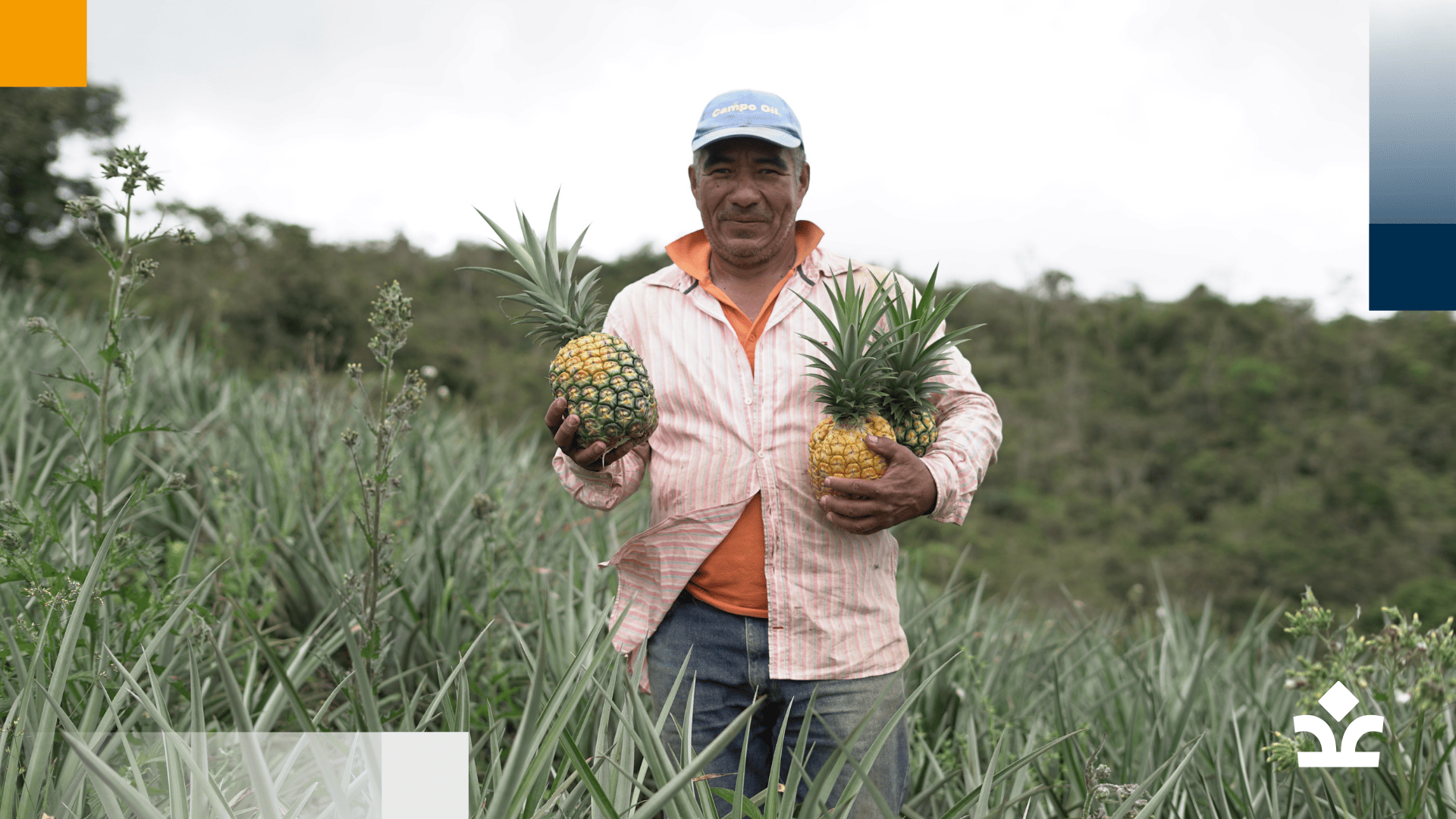 Agricultor orgulloso por sus cosechas de piña
