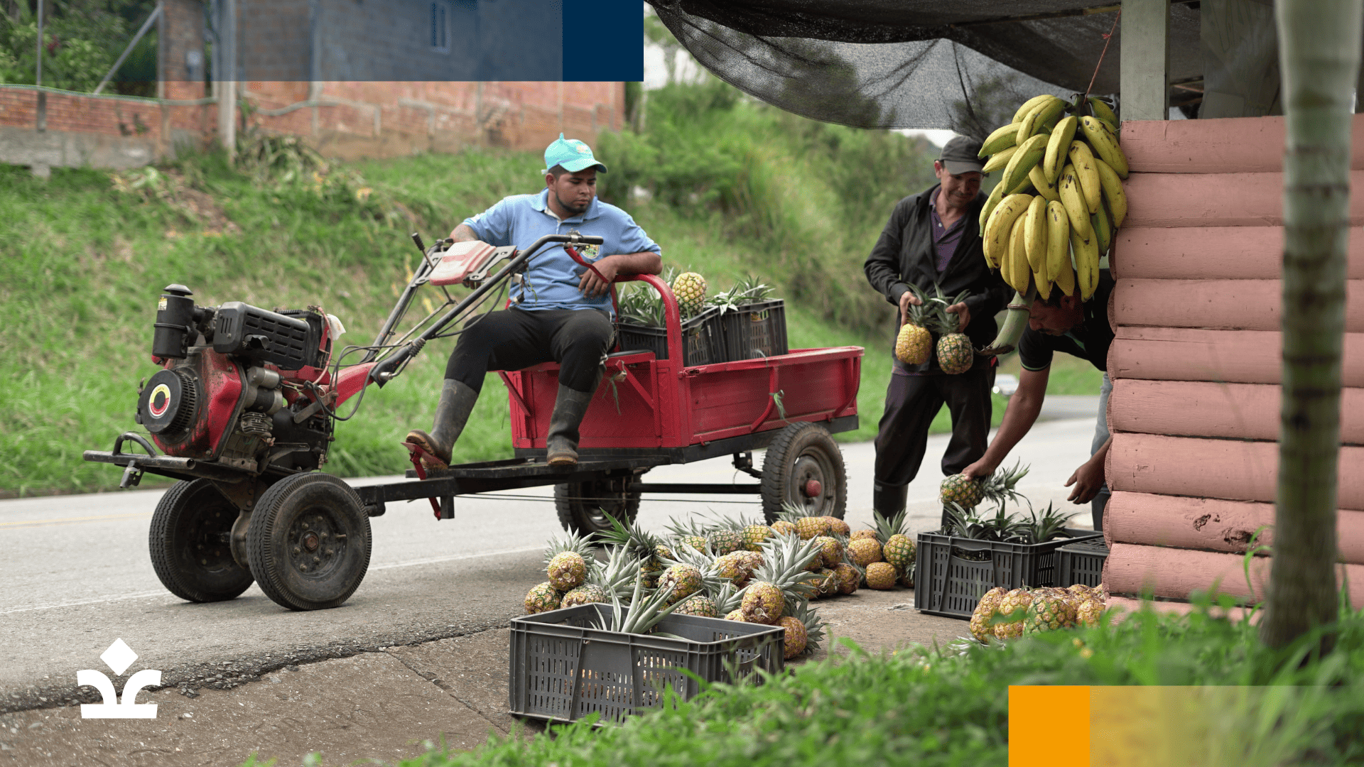 Un grupo de agricultores de la región transportando piñas y plátanos cosechados con la ayuda de maquinaria agrícola.