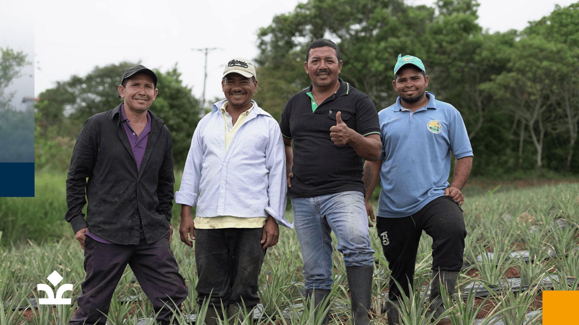Grupo de agricultores de la comunidad del Valle del Cauca, posando en una plantación de piñas, celebrando el éxito de su cosecha
