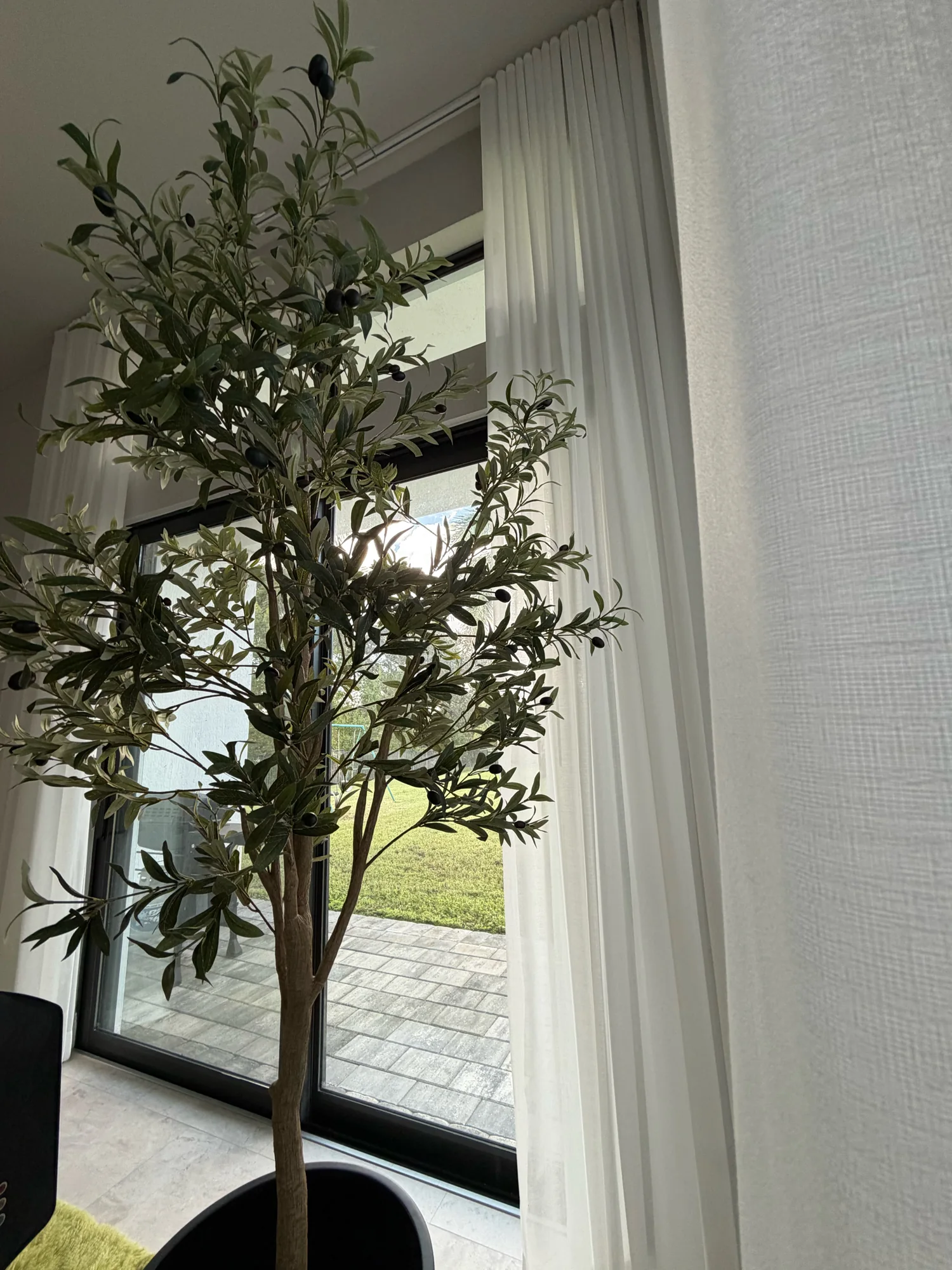 Sunlight filtered through sheer drapery beside the olive tree