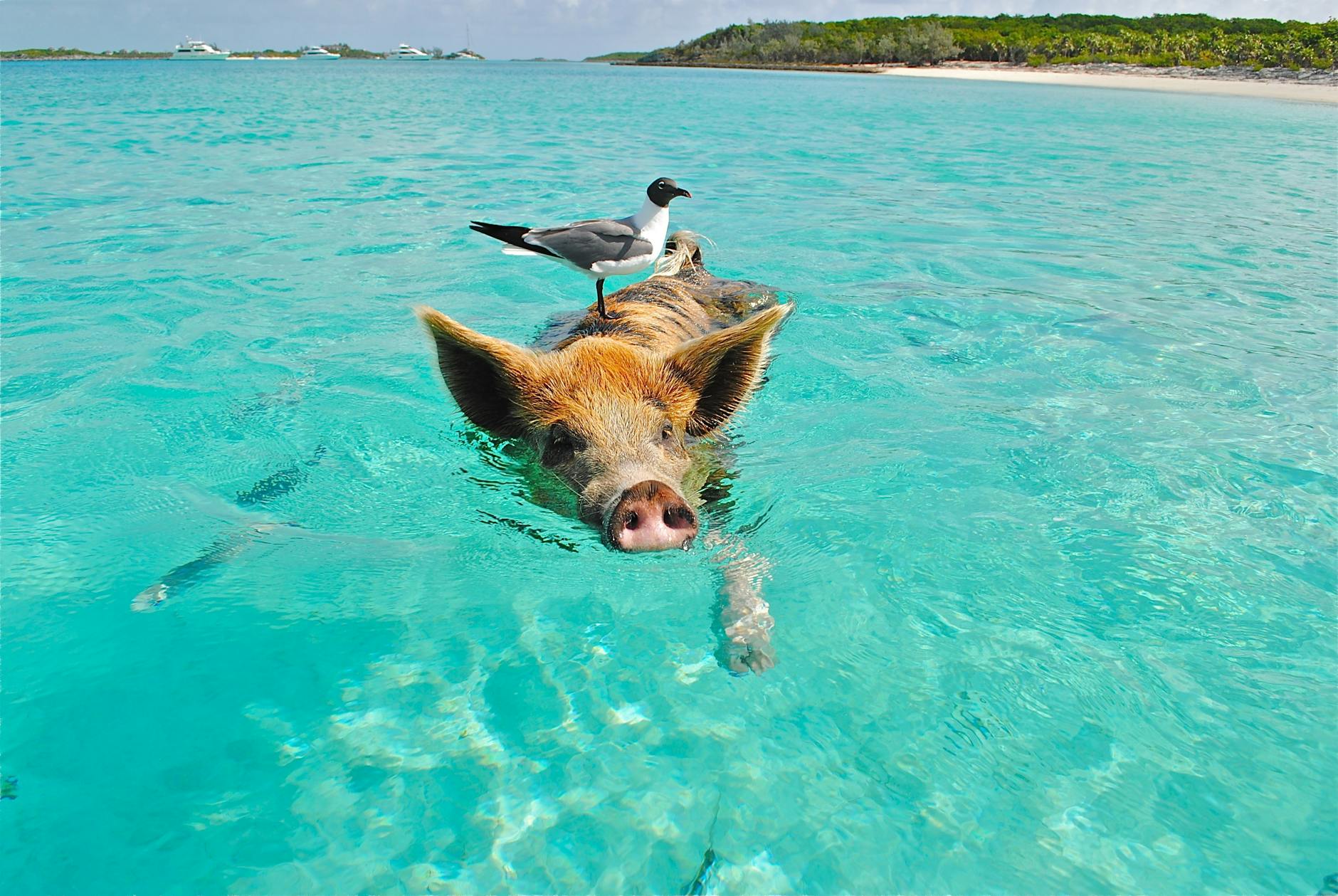 Pig swimming in crystal-clear ocean with a seagull perched on its back, showcasing nature's harmony.