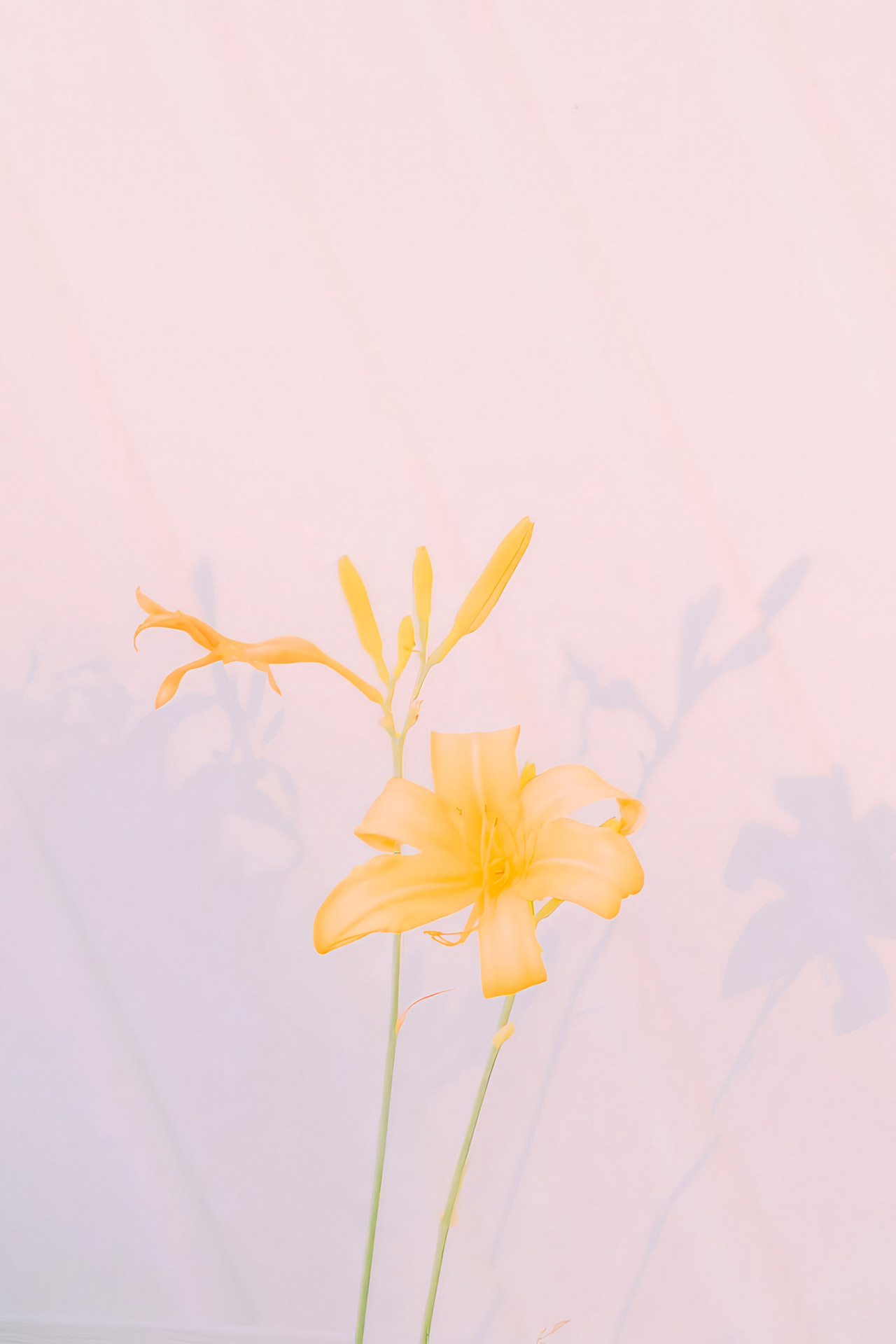 yellow flowers in front of a glowing house at sunset by the shore