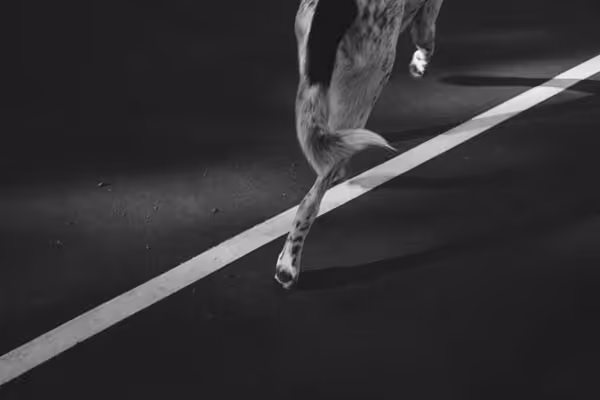 dog walking thumbnail