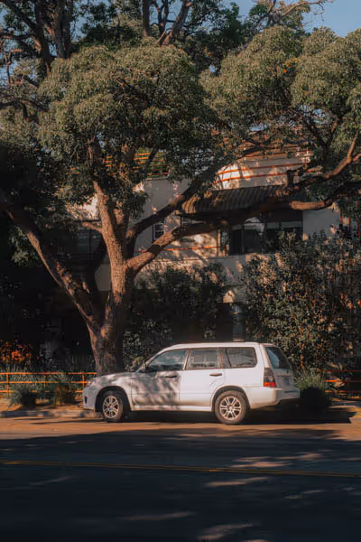 car under a tree in Santa Monica thumbnail