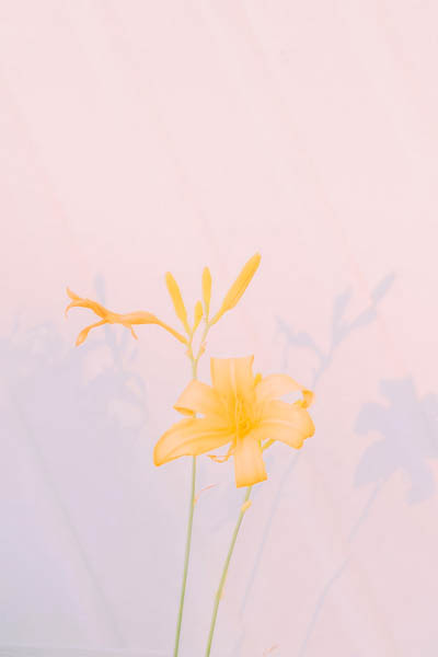 yellow flower close up thumbnail