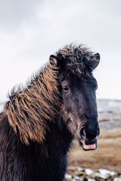 horse with its tongue out thumbnail