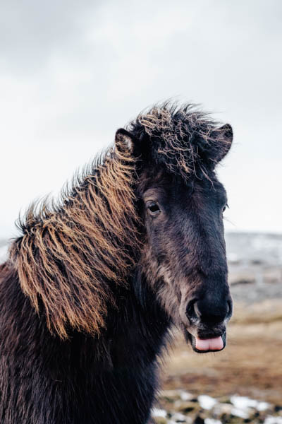 horse with its tongue out thumbnail