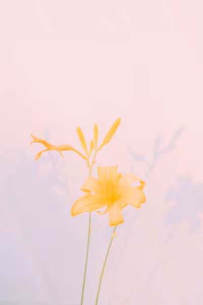 yellow flowers in front of a glowing house at sunset by the shore