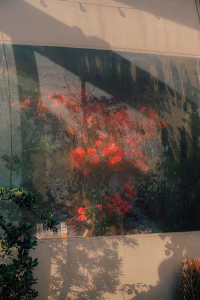 recollections. Dreamy red roses pressed against a tarp in Venice Beach at sunset.