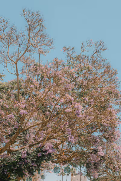 pink blooming tree in santa monica