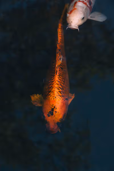 Orange koi fish swimming in Huntington pond in Los Angeles California