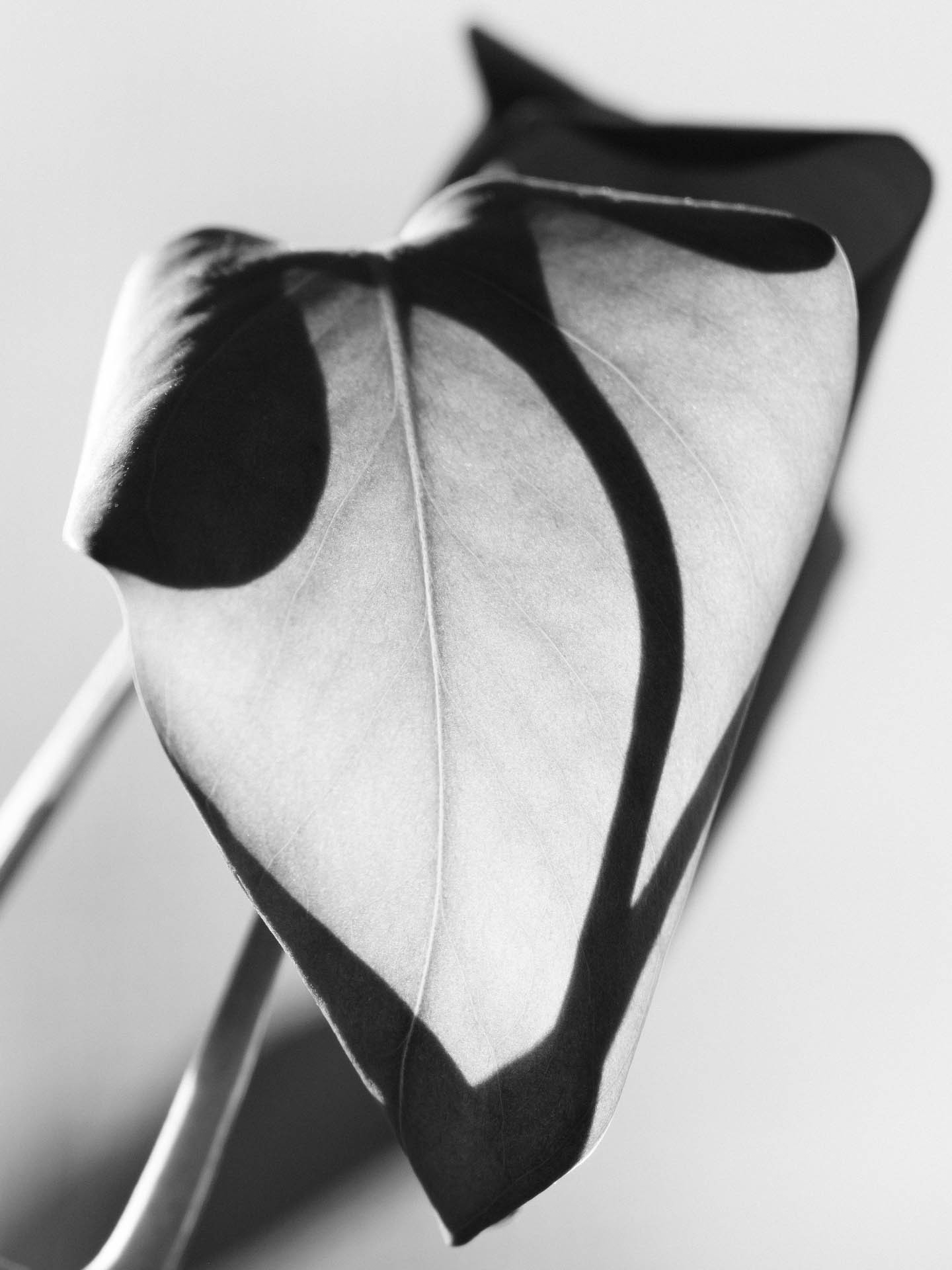 Close up of a black and white leaf