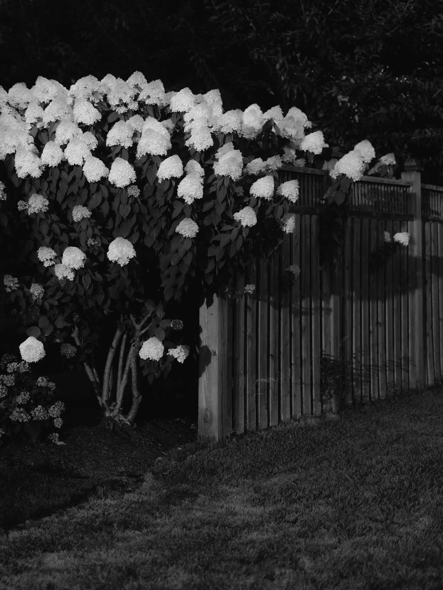 Black and white flowers in the front lawn with a wooden fence