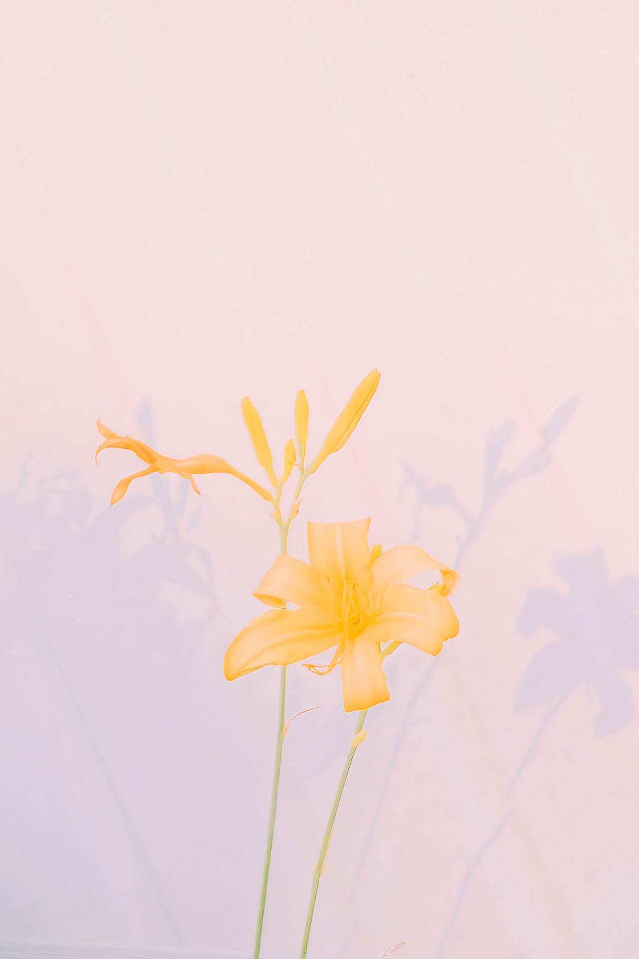 yellow flowers in front of a glowing house at sunset by the shore