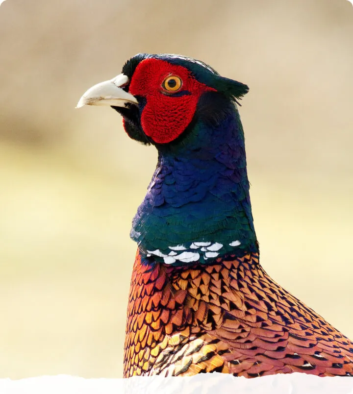 pheasant in field