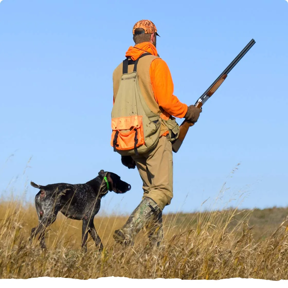 pheasant hunter and dog in field