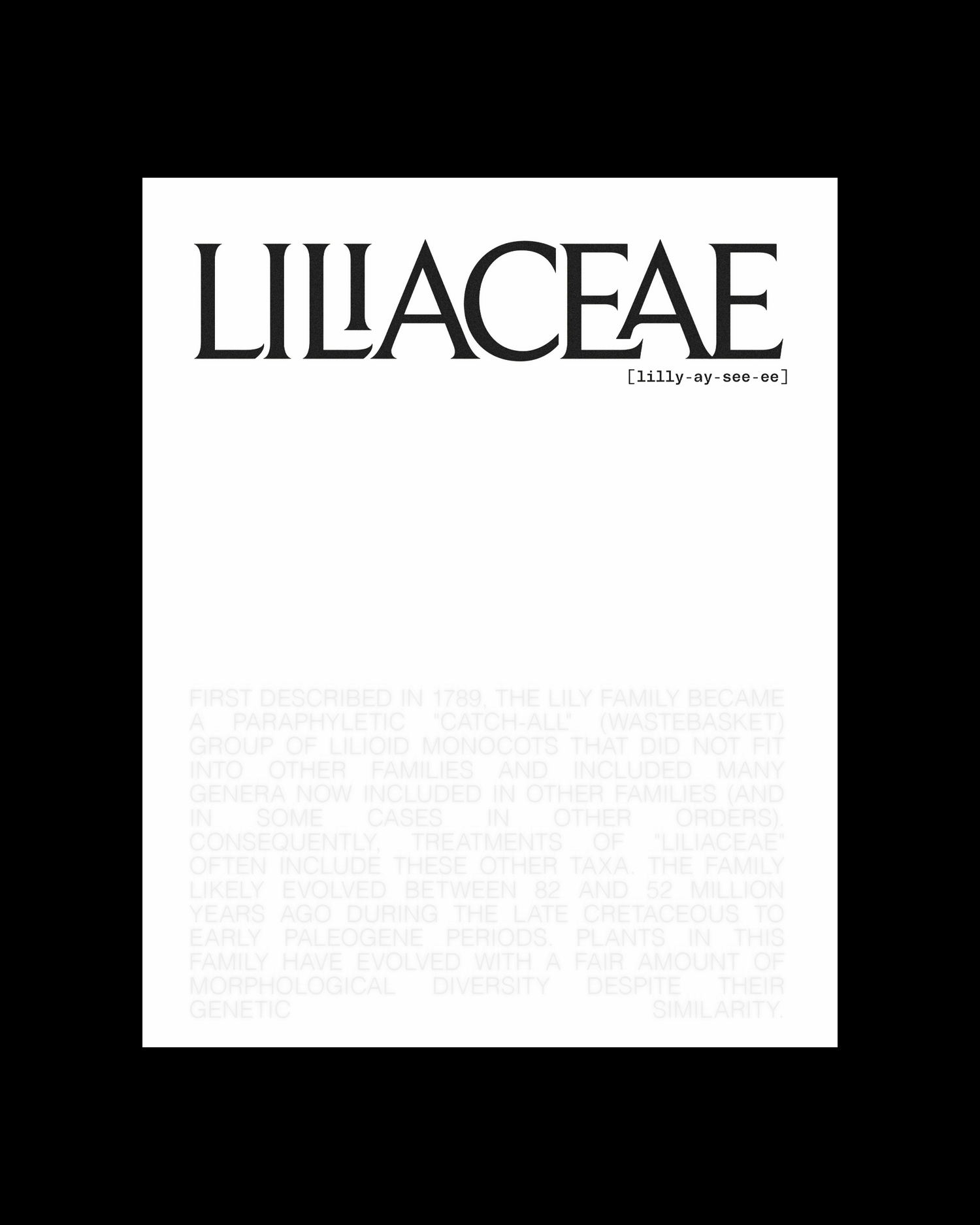 Lilly lilliacae San Diego brand design luxury typography
