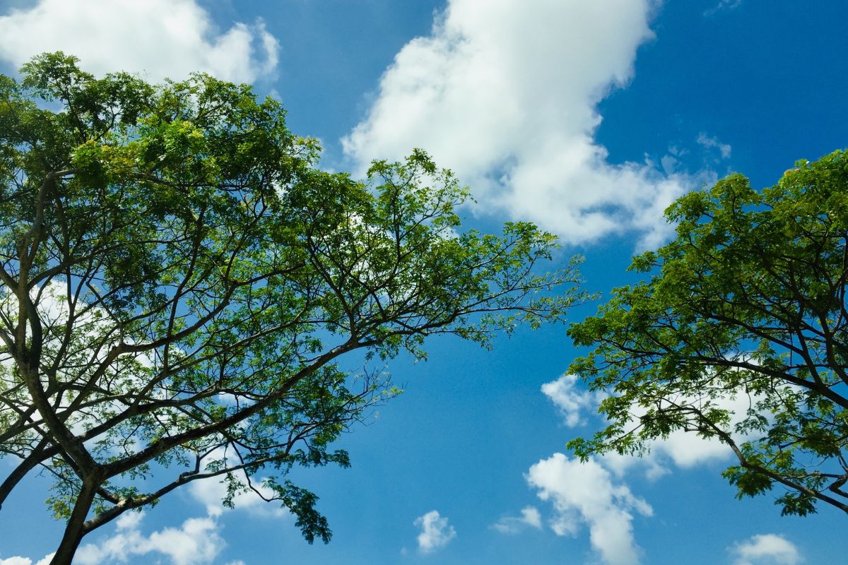 how-can-you-contribute-to-clean-air-efforts-in-your-community