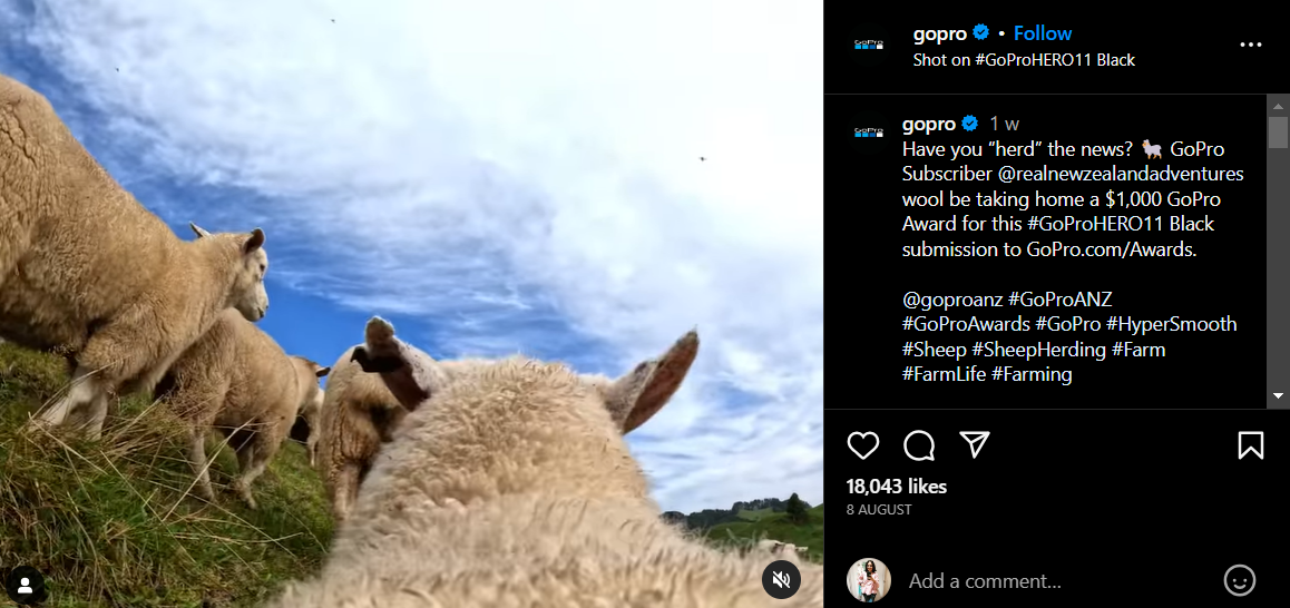 A heard of sheep captured in GoPro