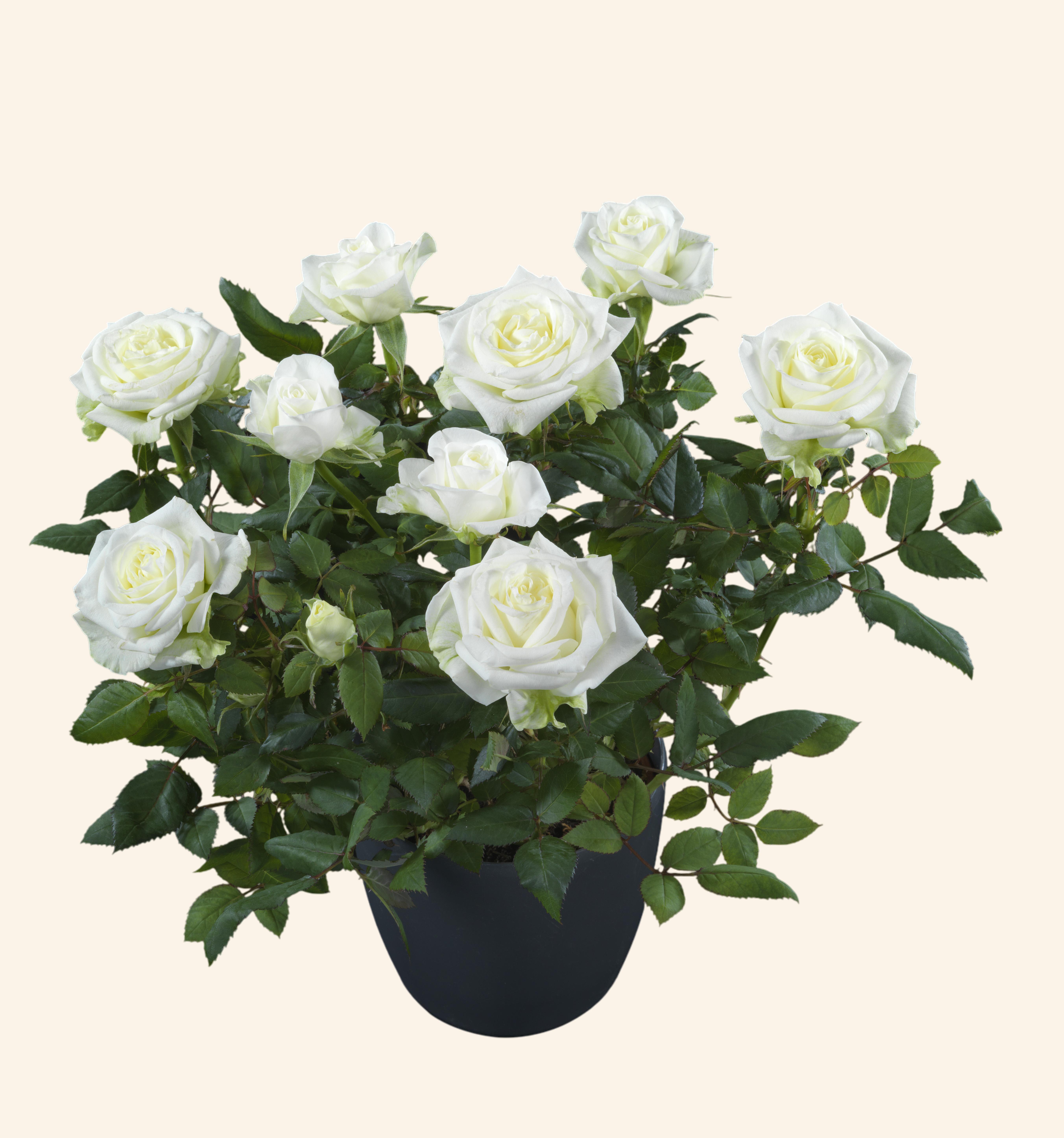 Arctic Jewel®