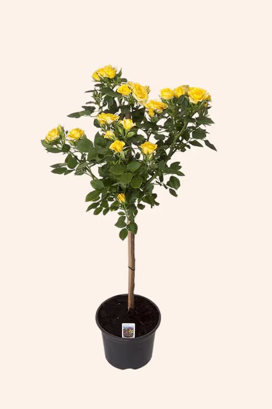Mimosa Terrazza®