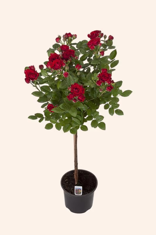 Ruby Terrazza®