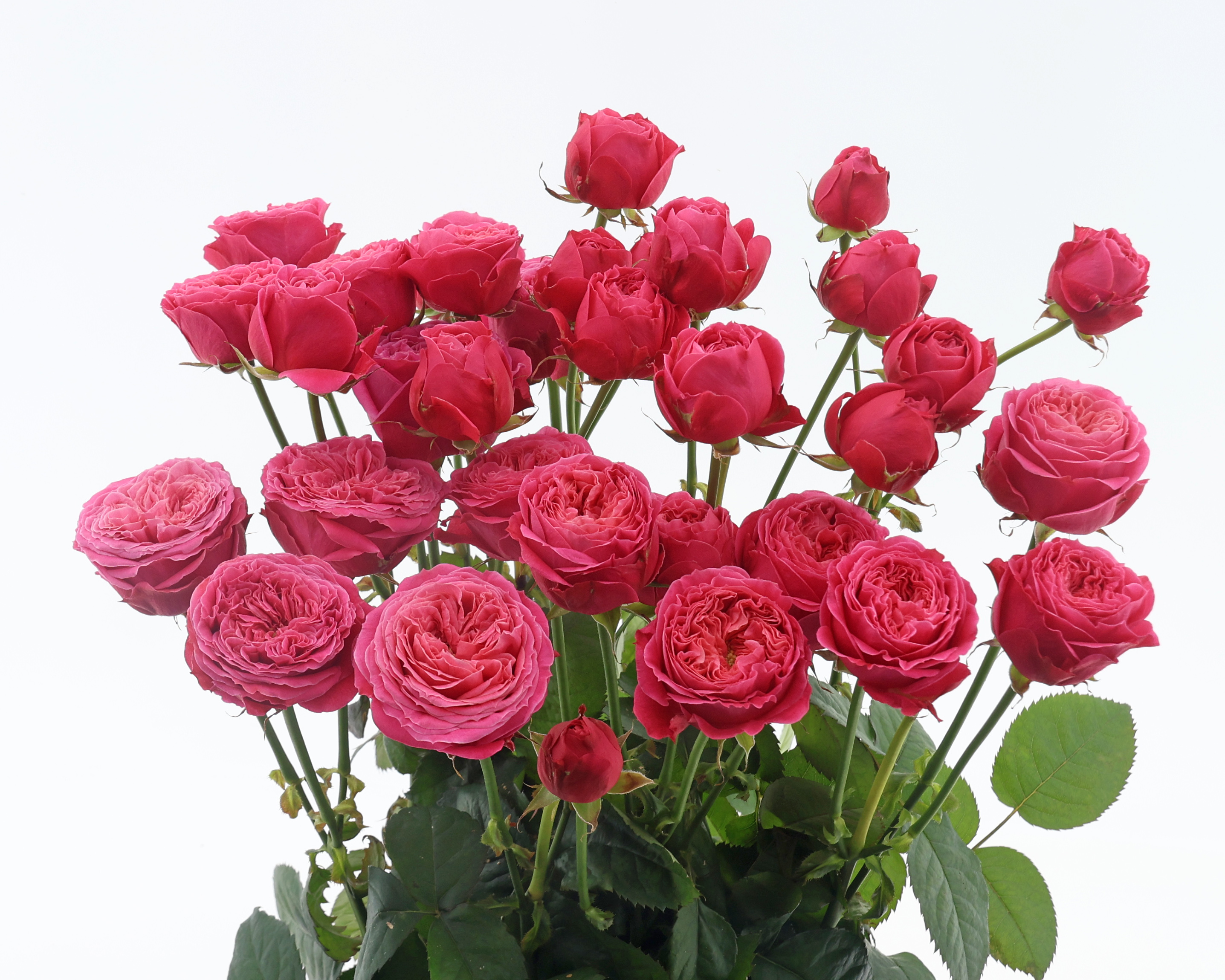 Cosy Rosy®