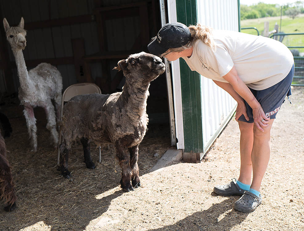 Woman looking at a sheep in a barn.