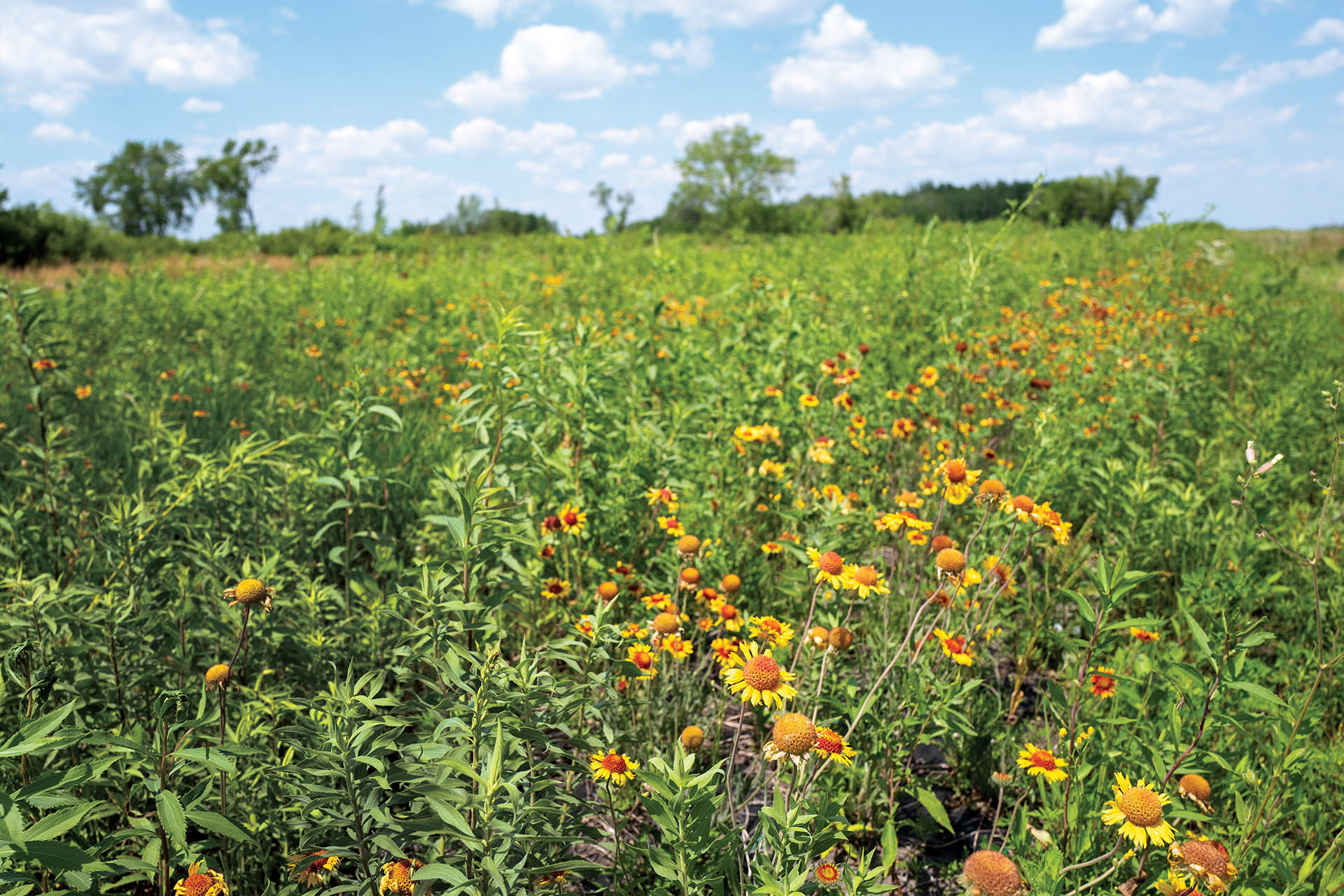 Green farmland with flowers.