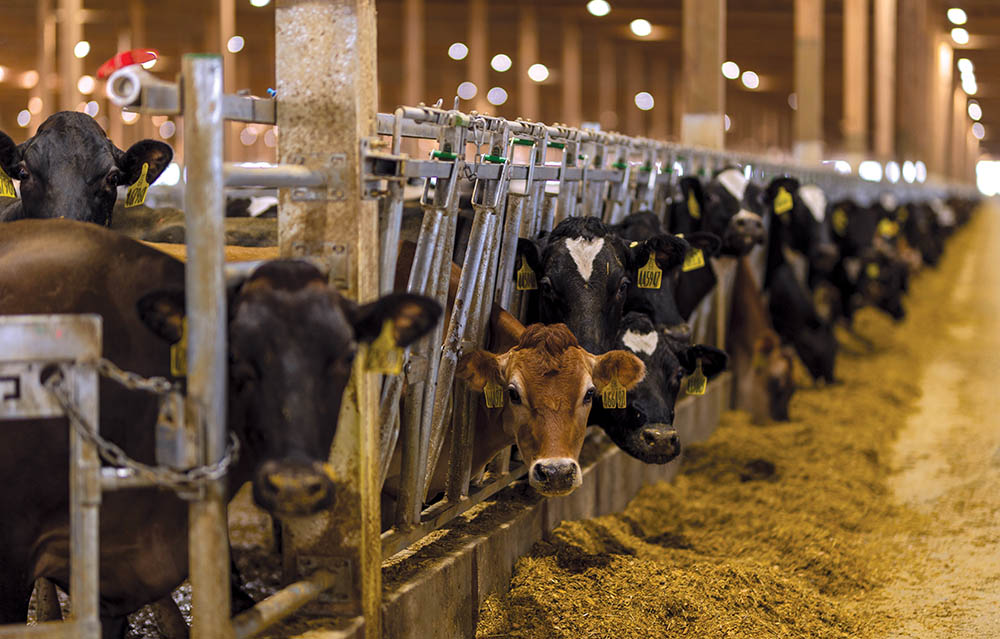 A row of cows at a dairy business.