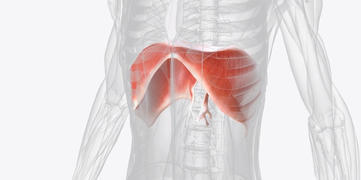 illustration de diaphragme
