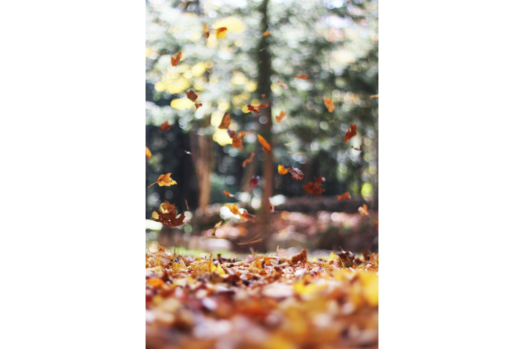 Autumn leaves falling in a UK forest – seasonal blog on stairlift installation in the UK