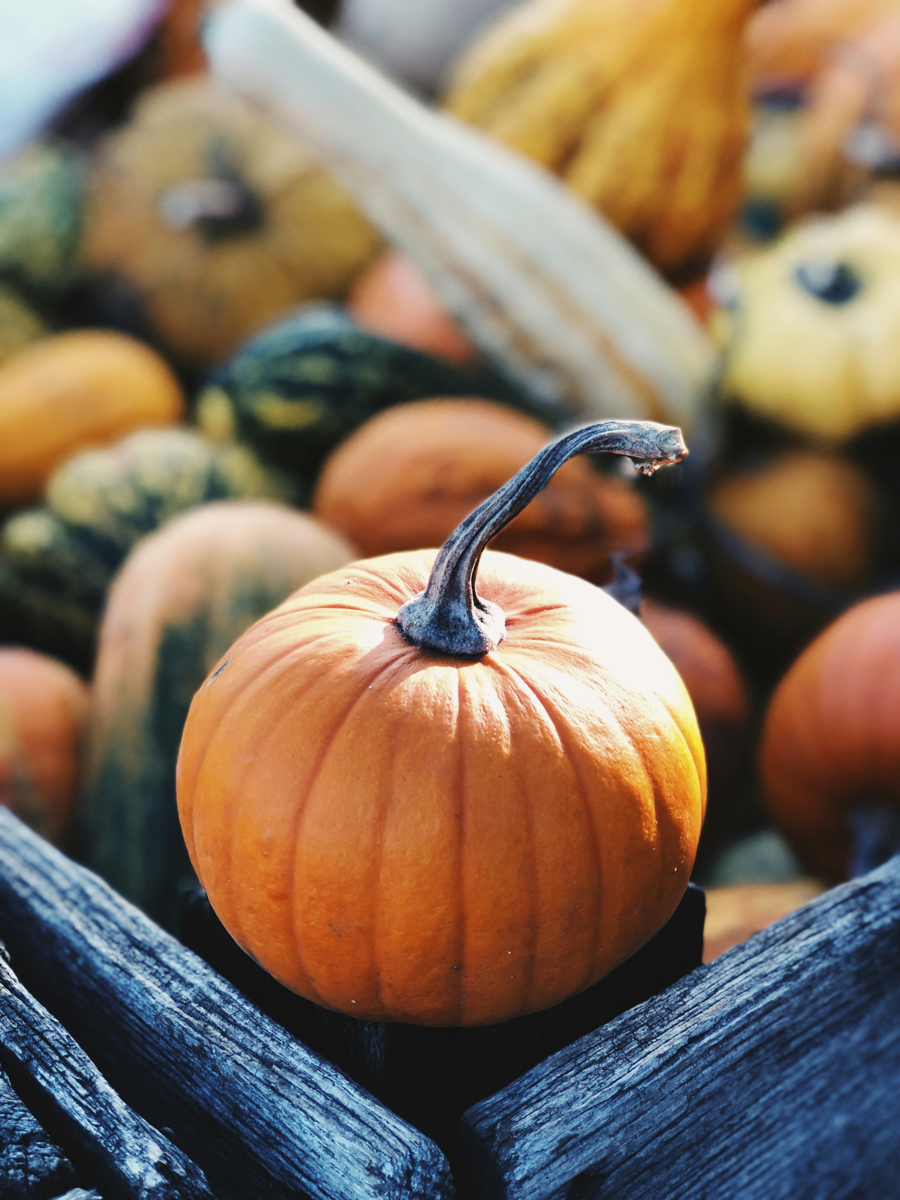 Pumpkin patch visit in autumn – accessible seasonal activity with stairlifts