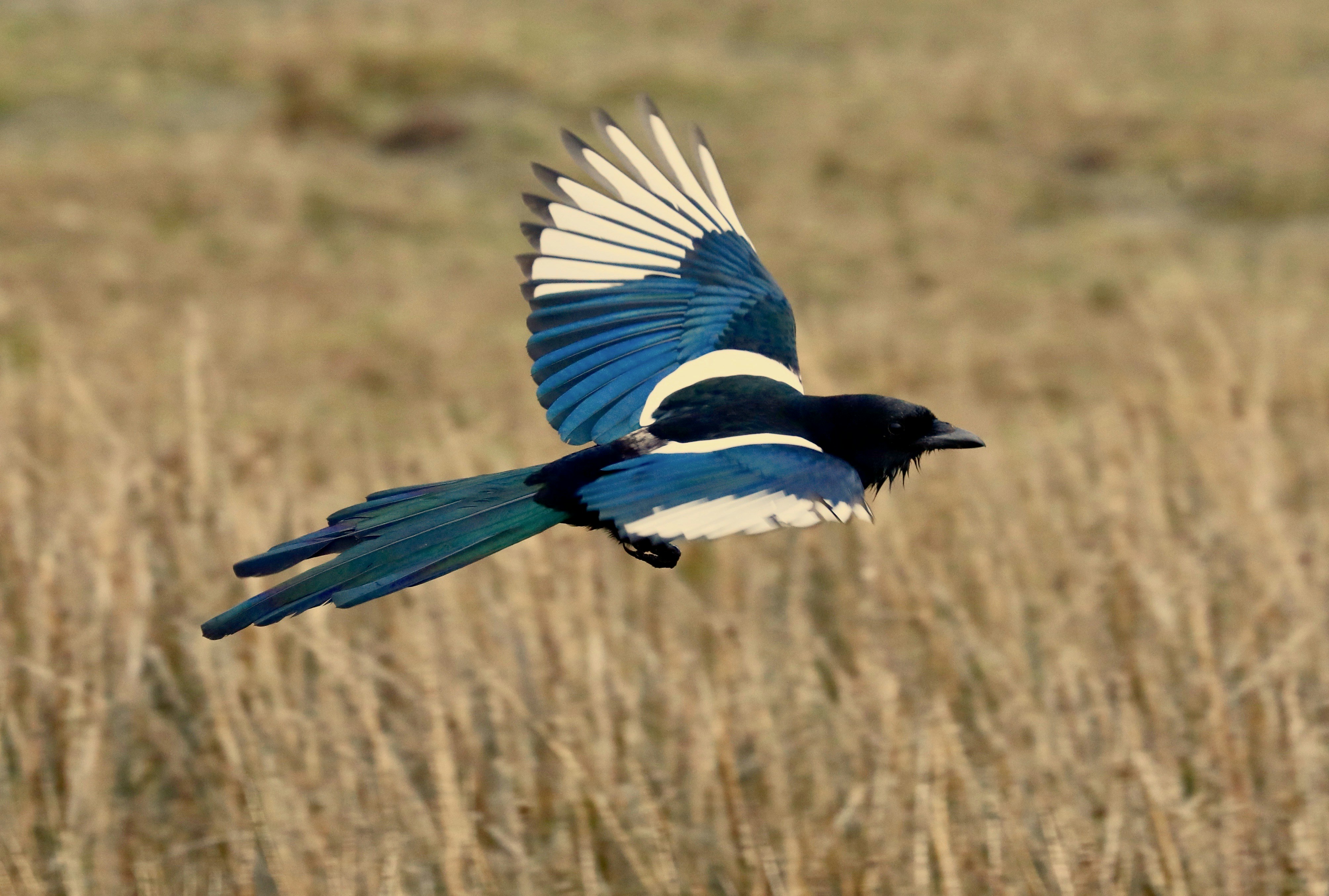 Don't Be The Magpie, And Achieve Better Investment Returns