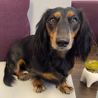 Black and tan long-haired dachshund sitting on a white surface next to a small potted succulent plant.