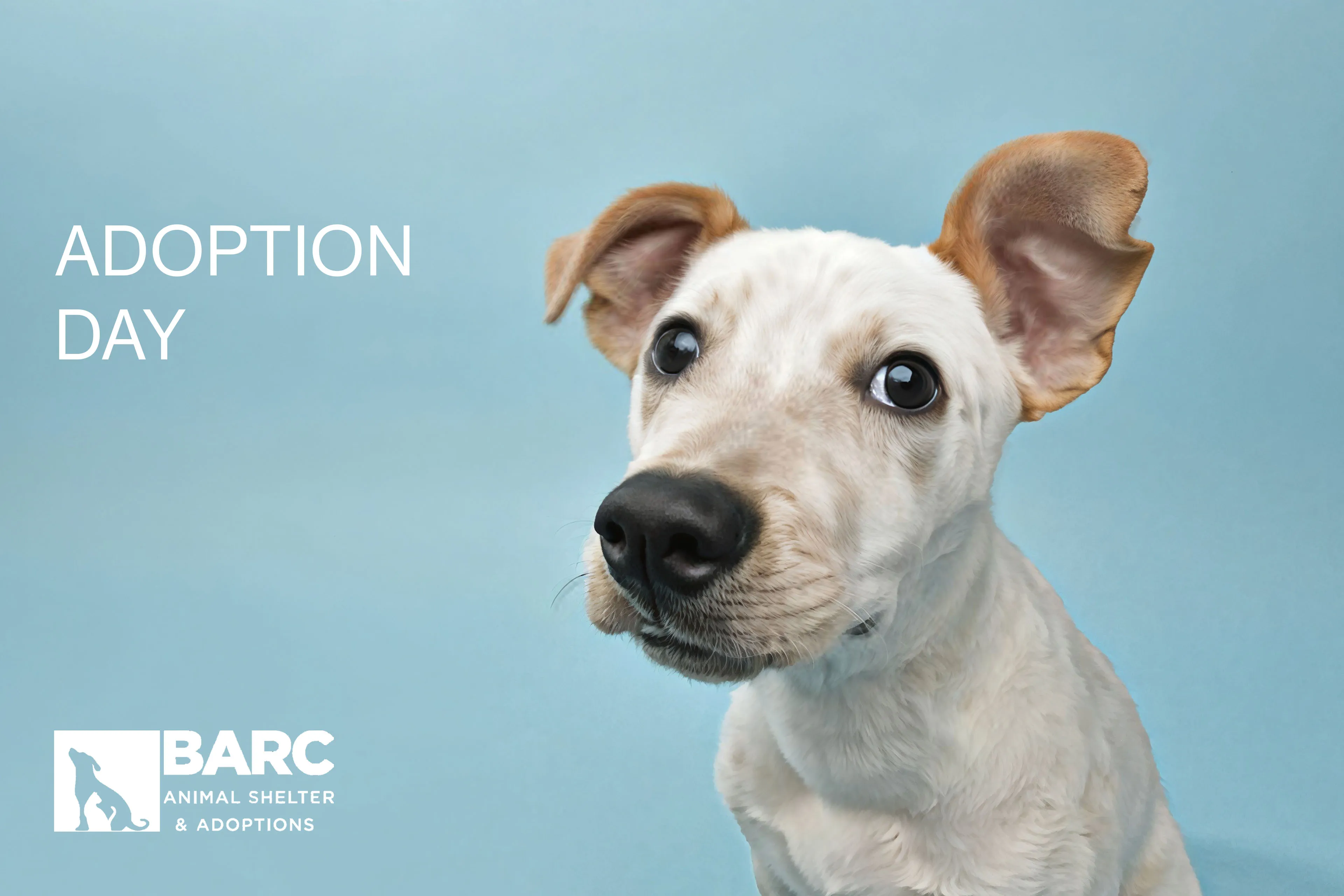 BARC Adoption Day