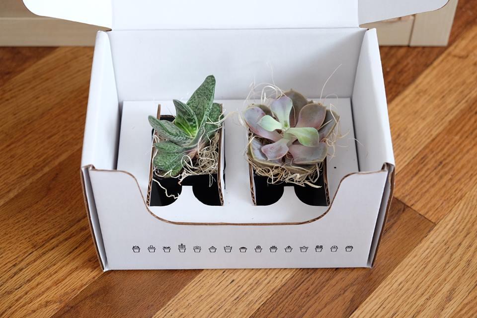 two succulents in a clean white box for delivery