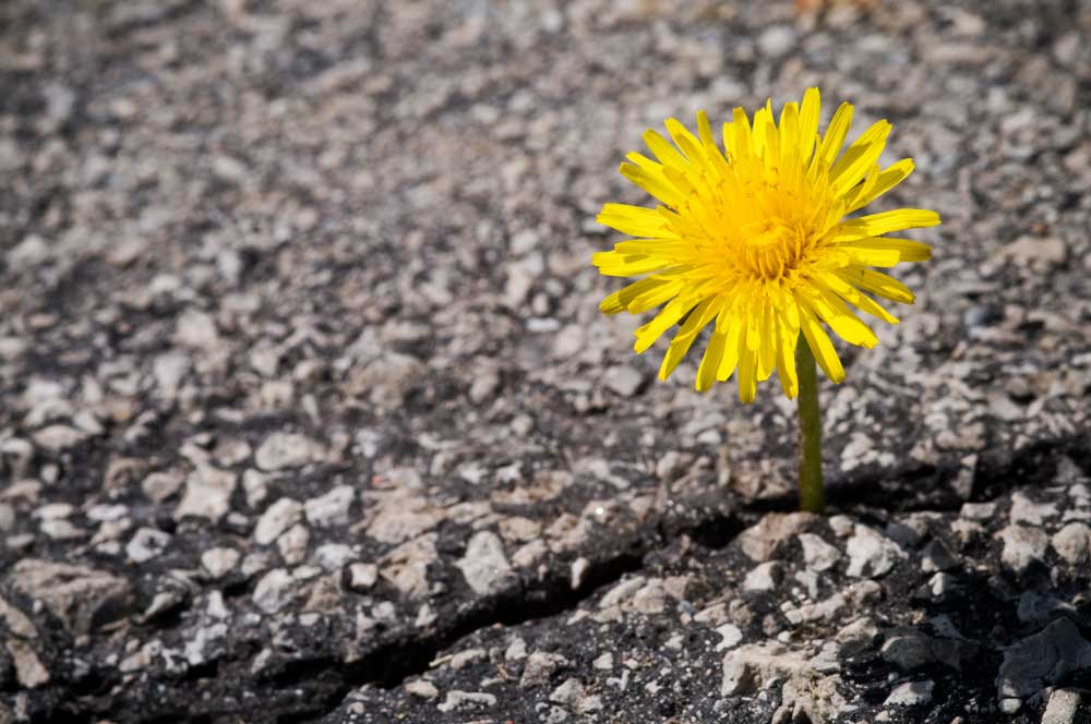 Dandelions can grow anywhere